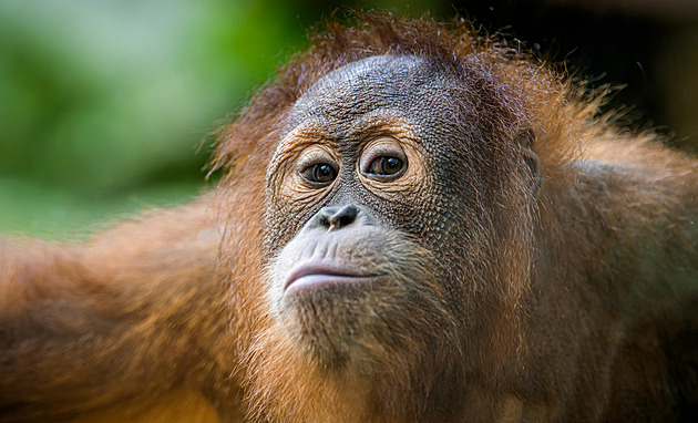 Zvídavý akrobat Kawi slaví sedmnáctého 5 let. Zve na oslavu za orangutany