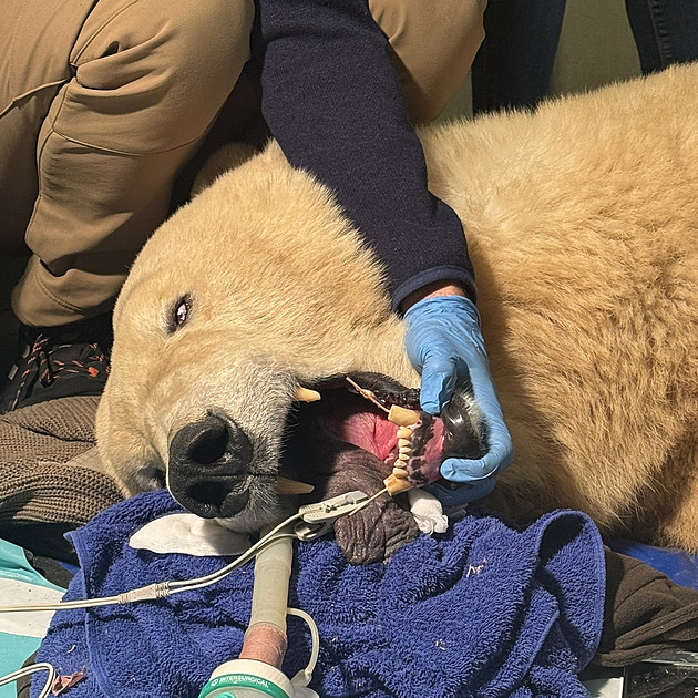 Lední medvědice u zubaře. Aby jí zachránil nemocné špičáky, musel je zkrátit