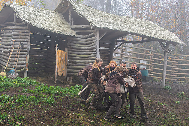 Největší stádo sobů v Evropě přišlo o 4 členy. Z Olomouce odjeli dvě samice a dva samci
