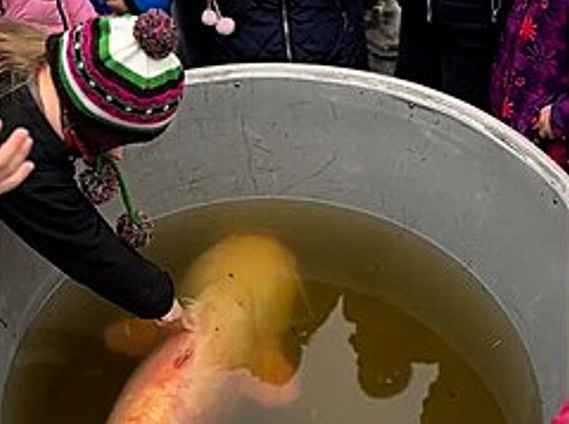 Děti doprovodily bílého sumce Fandu zpět do Světa. Bude mu tam jako v peřince