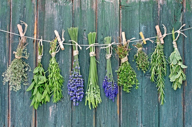 Byliny pro silnou imunitu. Co funguje v období virů a nachlazení