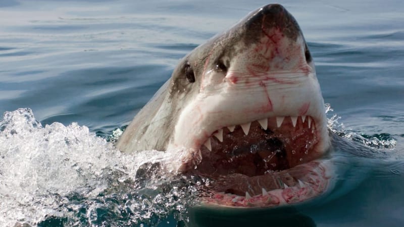 Hrůza a nelidský křik v karibském ráji. Žralok ukousl ženě ruku, snaha o záchranu byla marná