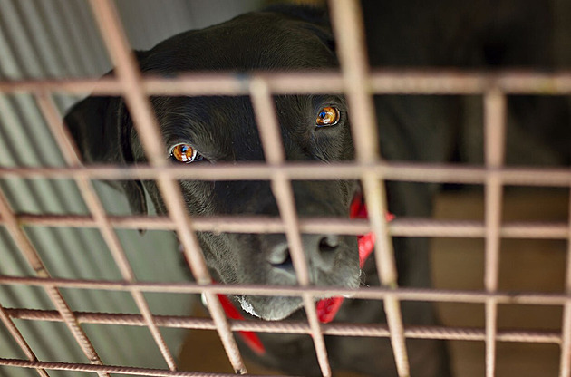 Veterináři zkontrolovali útulek Bouchalka, důvod k odebrání psů nezjistili