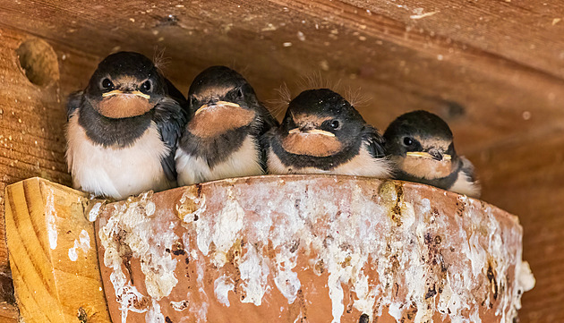 Vlaštovky jsou věrné hnízdišti, méně pak partnerovi. Cizí vejce vyhazují, zjistili Češi
