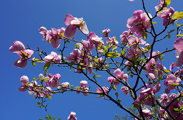 Magnolie v ohrožení: Jak zachránit královnu zahrad, když se vrátí noční mrazy