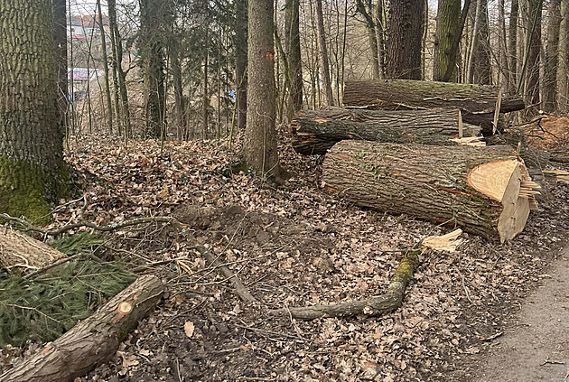 Duby se kácet mohly, tvrdí nový posudek. Boršovským vadí špatná komunikace