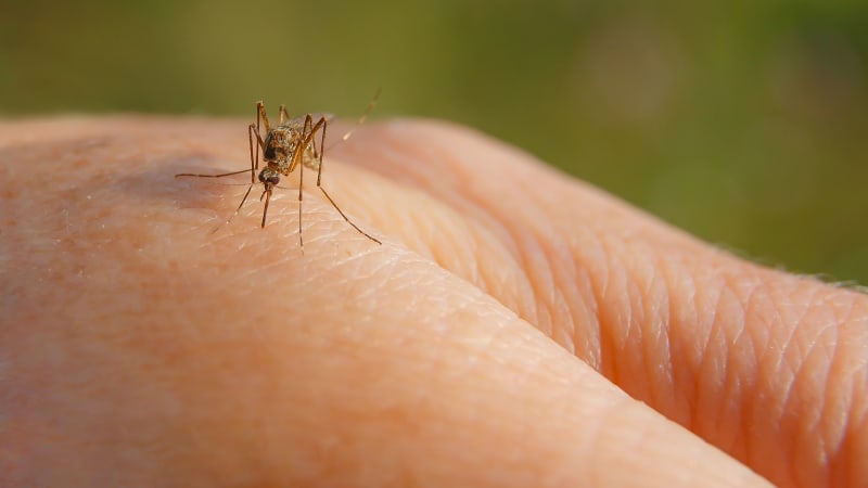 Nebezpečný virus se šíří v oblíbených destinacích Čechů. Lidé na něj umírají
